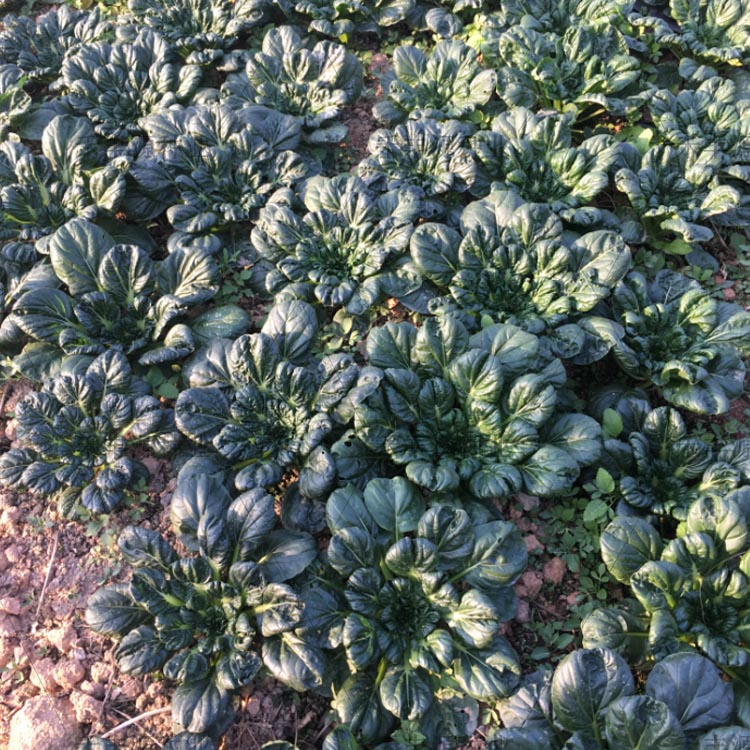 乌塌菜种子 塌菜 塌棵菜 塌地松黑菜四季耐寒特菜种植