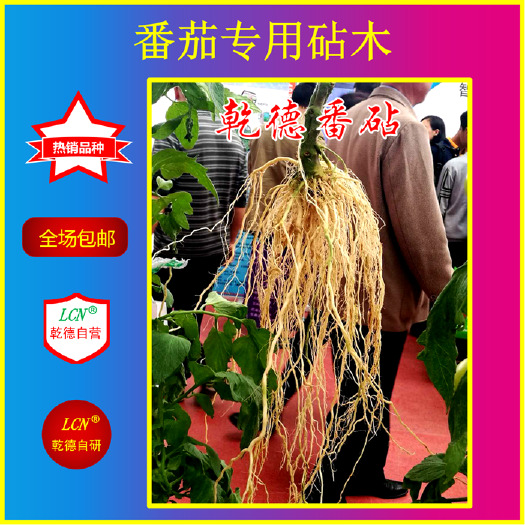 寿光市乾德番茄砧木 乾德番砧，番茄专用嫁接砧木种子，农业部登记品种