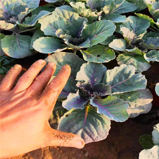 青州市 冬天花卉羽衣甘蓝 彩色甘蓝菜 甘蓝花 耐寒好看
