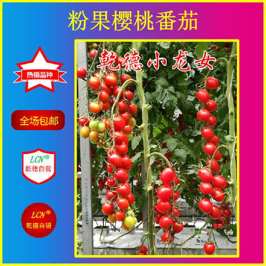 寿光市樱桃番茄种子 乾德小龙女，粉果樱桃番茄好品种，口感好，秋延早