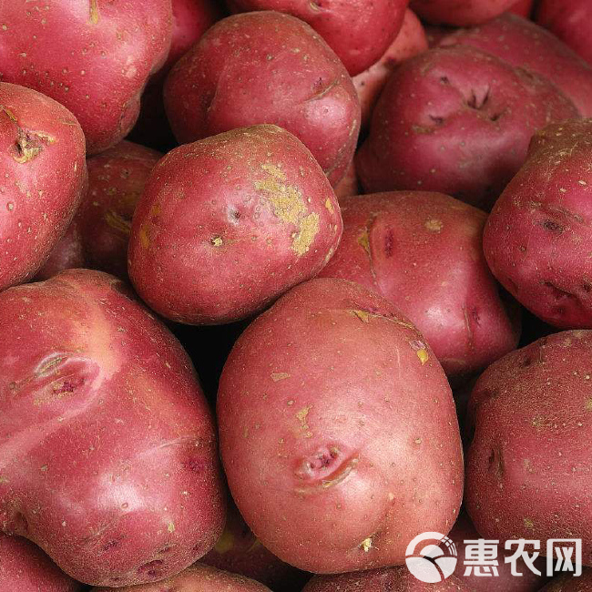 红土豆  农家自种9斤新鲜蔬菜红皮土豆黄心土豆马铃薯5斤包邮马铃薯