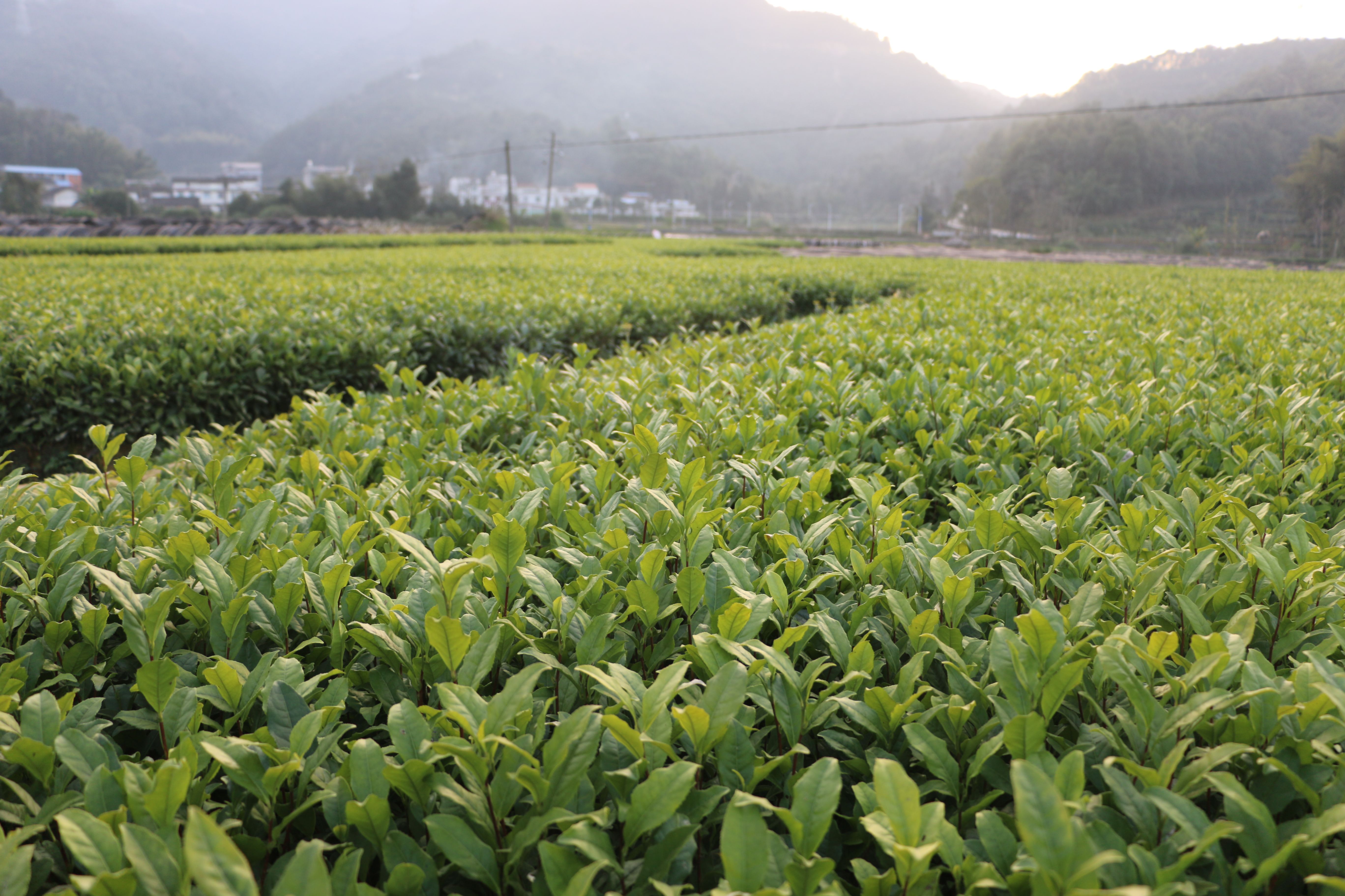 龙井43号茶苗茶树苗冬插一年生 无性系繁殖苗