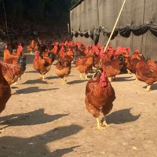 蒲江县 快大黄鸡苗批发 黄花鸡苗供应