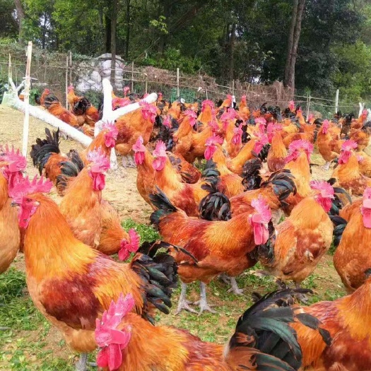 蒲江县 青脚麻鸡苗 快大型黑脚麻鸡苗批发价格
