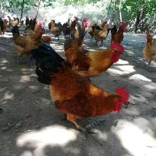 蒲江县 柴鸡苗批发 土鸡苗价格 笨鸡苗