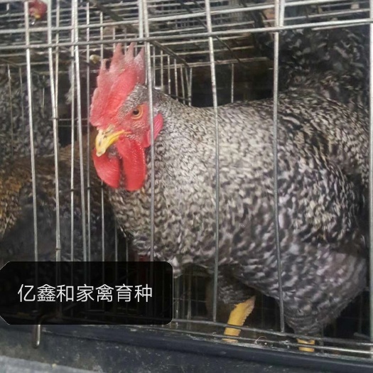 蒲江县 芦花鸡苗批发 大种芦花鸡苗价格 快大型芦花鸡苗供应