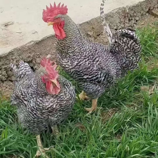 蒲江县 芦花鸡种苗批发 大种芦花鸡苗价格 纯种芦花鸡苗供应