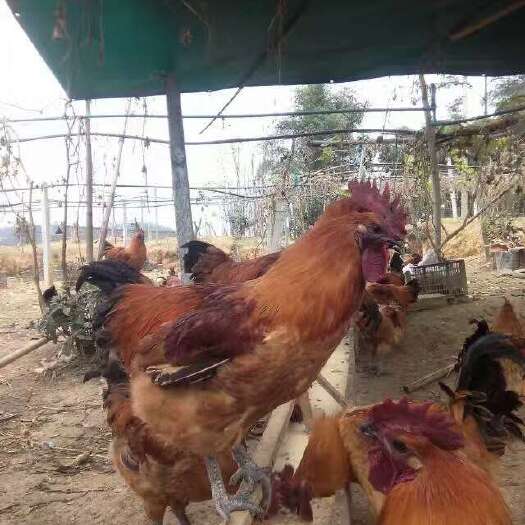 蒲江县 快大型麻羽乌鸡苗批发价格