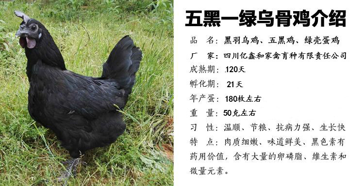 蒲江县 五黑鸡苗批发 五黑一绿壳蛋鸡苗价格，高产绿壳蛋鸡苗，黑羽鸡