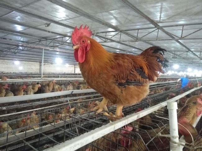 蒲江县 麻黄鸡苗 K99鸡苗批发价格  882鸡苗价格 新广K9鸡