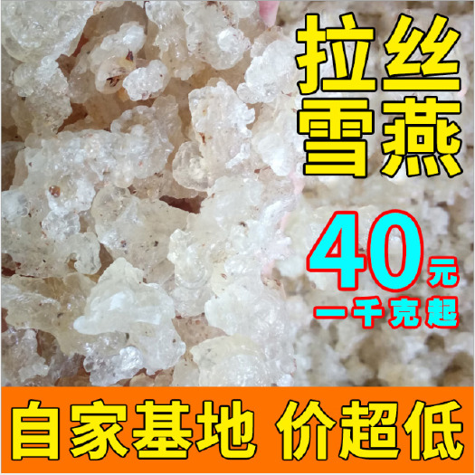 昆明 拉丝雪燕产地直销 云南植物燕窝 野生 雪燕 批发