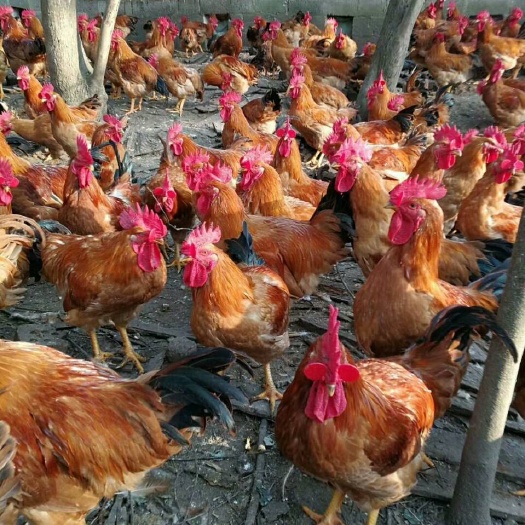 蒲江县 良凤花鸡苗批发 正宗大种良凤花鸡苗 快大型良凤花鸡苗价格