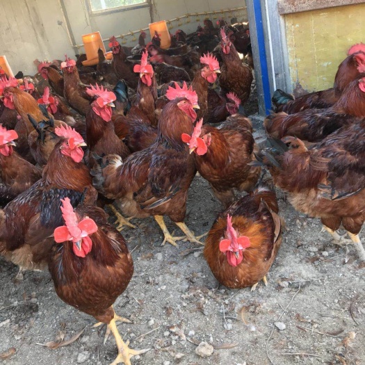 蒲江县 土杂鸡苗批发价格