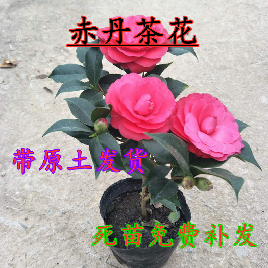 平邑县 赤丹茶花品种保证假一赔十带原土发货死苗免费补发