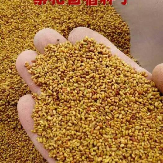 榆林苜蓿草种子 苜蓿种子，高产型，净种，