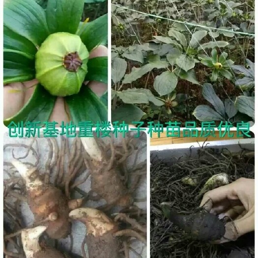 仁寿县重楼苗 重楼种苗出售，大小规格可选，滇重楼，四川重楼基地，重楼种子