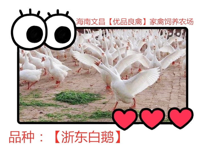  海南本土【浙东白鹅】中型鹅种【90】天以上半圈半散养