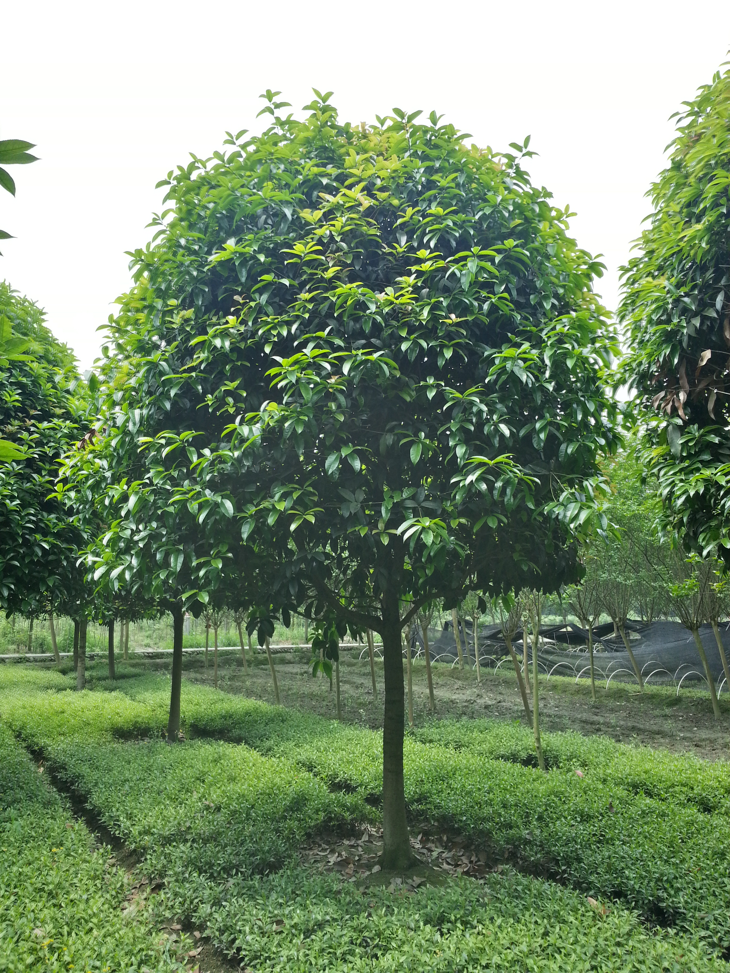 成都 桂花树，八月桂，高杆桂花，四川桂花树价格，成都桂花树批发