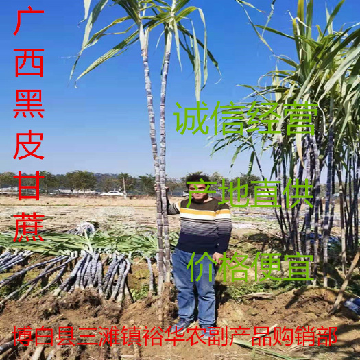 黑皮甘蔗,广西黑皮甘蔗种植基地,节巴长,口感脆甜,品种优