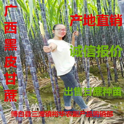博白县甘蔗热销中 广西黑皮甘蔗 产地直销批发 诚信经营