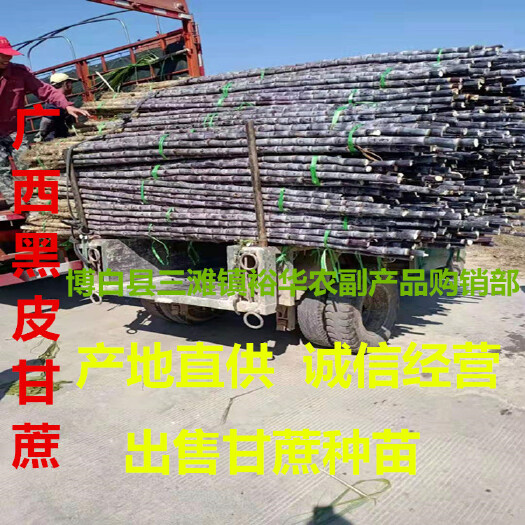 博白县2024应季新鲜甘蔗 现摘黄甘蔗清甜多汁青皮甘蔗黑皮甘蔗现