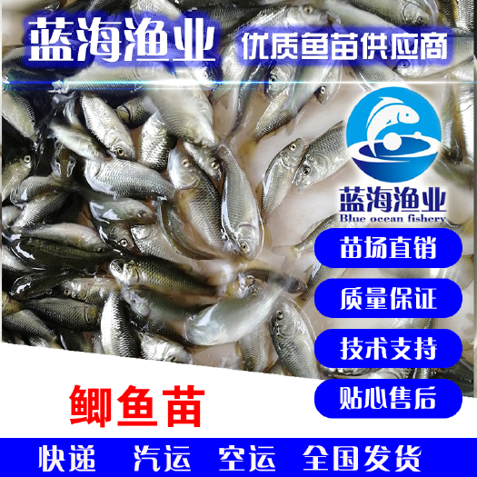 开平市 广东鱼苗场直销 优质快大鲫鱼苗 质量保证 价格实惠