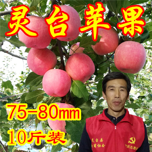 灵台县红富士苹果  甘肃平凉灵台县红富士商品果75-80Mm24枚装