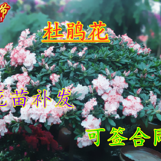 平邑县 红双喜杜鹃花 带花苞 原土发货 死苗免费补发 南北方适种