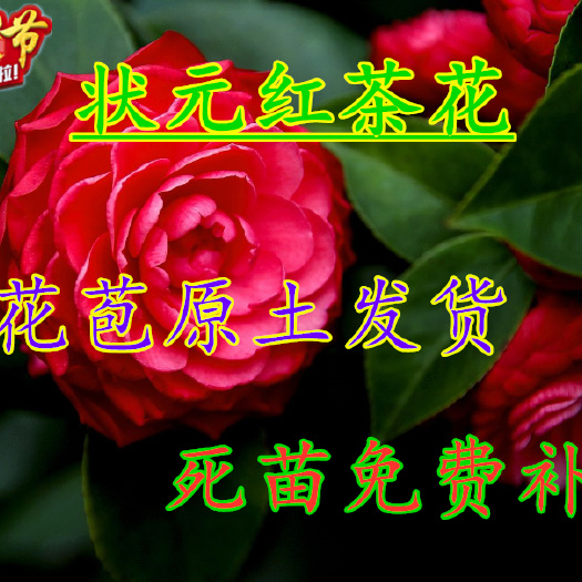 平邑县 状元红茶花 带花苞原土发货  死苗免费补发 南北方均可种植