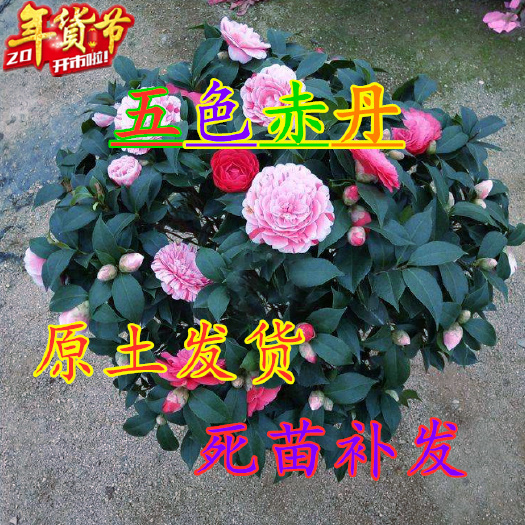 平邑县 五色赤丹茶花 品种保证 带原土发货 死苗免费补发 南北方适