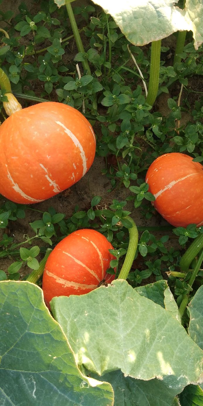 现在红南瓜多少钱一斤在海南省文昌市昌洒镇