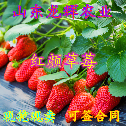平邑县红颜草莓苗 红颜草莓 盆栽地载 南北方种植 当年挂果死苗免费补发