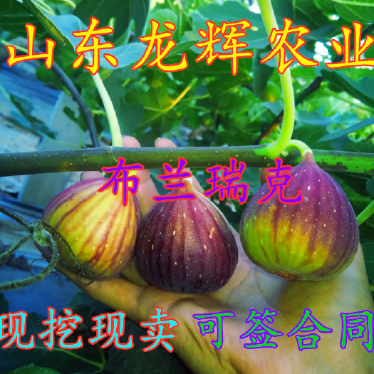 平邑县布兰瑞克苗 布来瑞克无花果苗 当年挂果 现挖现发南北方均可种植