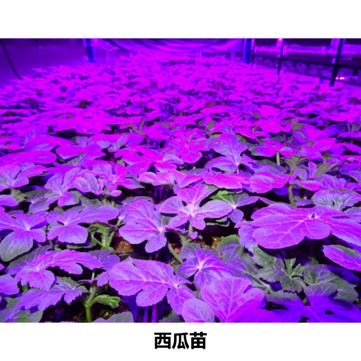 衢州 蜜童 西瓜苗 供应各种瓜果、茄果类种苗，可预订，代育各种苗