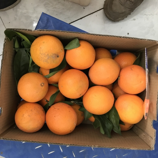 龙南市 赣南脐橙深红色土壤超甜