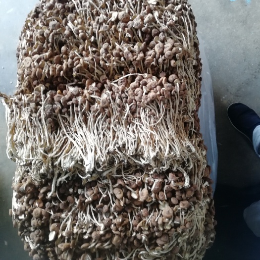 广昌县茶树菇干品  广昌茶树菇22年3号细条不开伞，产地直销。