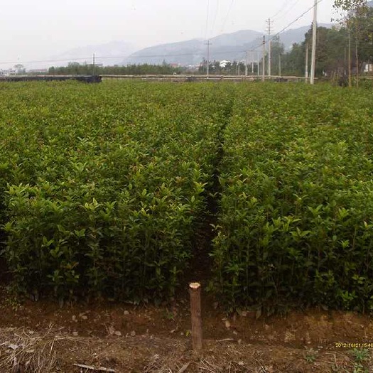 咸宁 低价甩卖各种规格金桂苗，丹桂苗，桂花树苗，100-150cm