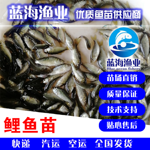 开平市 鲤鱼苗
