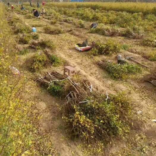 荥阳市 各种规格河阴软籽石榴树苗
