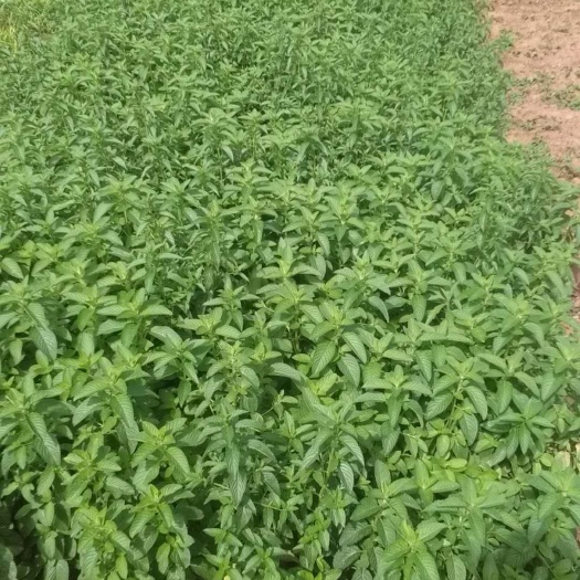 仁寿县薄荷种子薄荷苗出售，药食两用，可供观赏