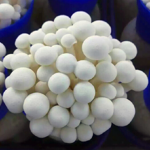 上海上海优质白玉菇 丰科 光明 瑞丰 润正 中茂等