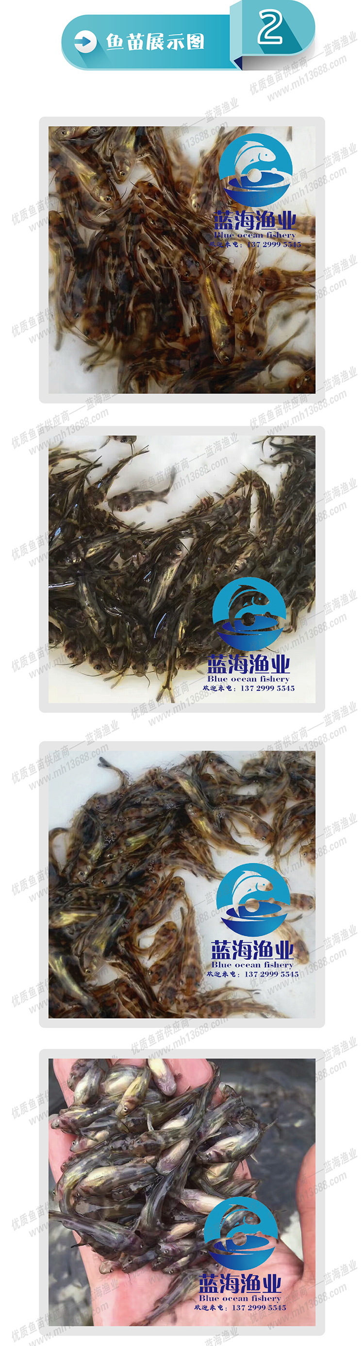  黄颡鱼苗 黄骨鱼苗