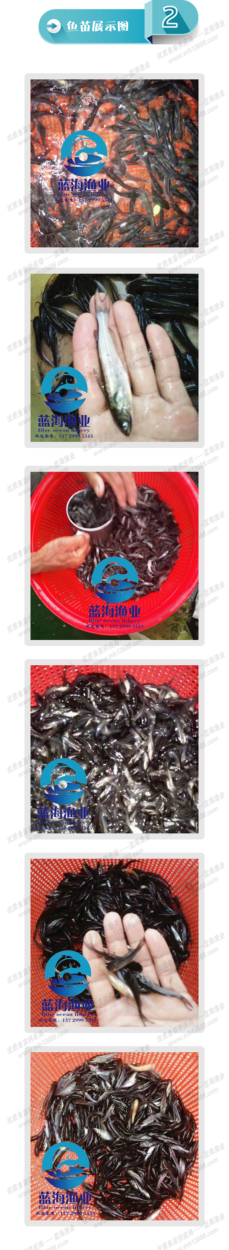【基地直销】优质叉尾鱼苗 美国斑点叉尾鮰鱼苗