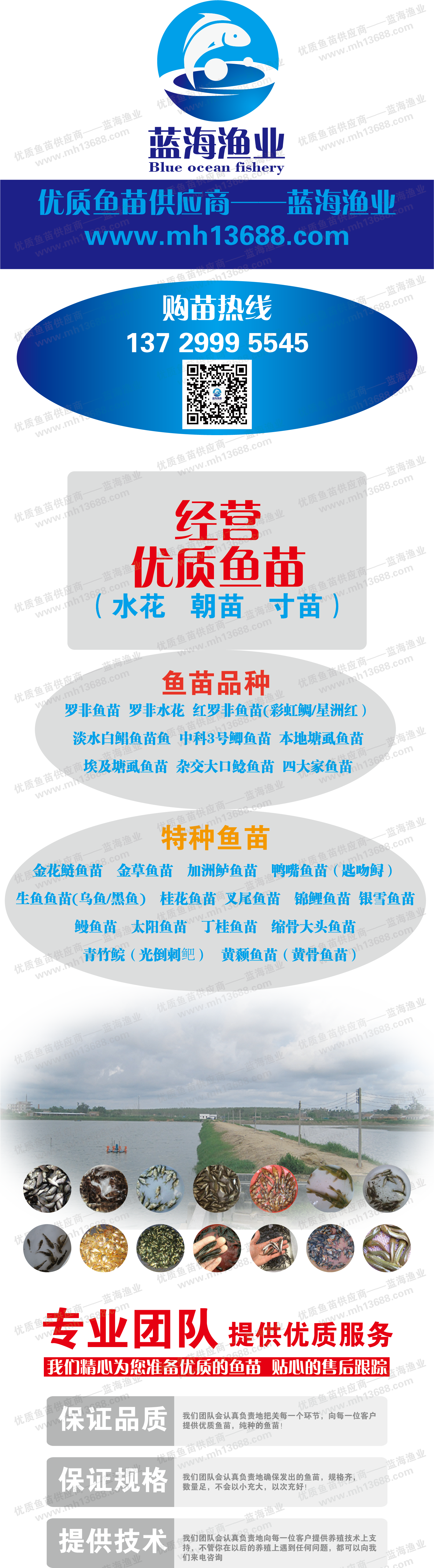 【基地直销】优质叉尾鱼苗 美国斑点叉尾鮰鱼苗