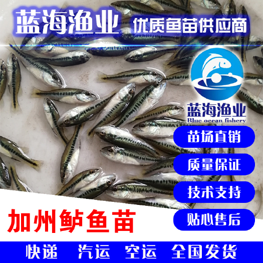 东莞市【基地直销】优质鲈鱼苗 加洲鲈鱼苗 大口黑鲈鱼苗
