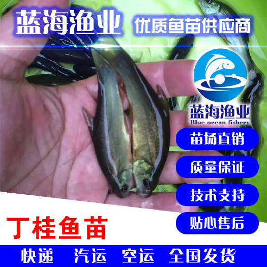 开平市【基地直销】优质丁桂鱼苗 全程技术指导