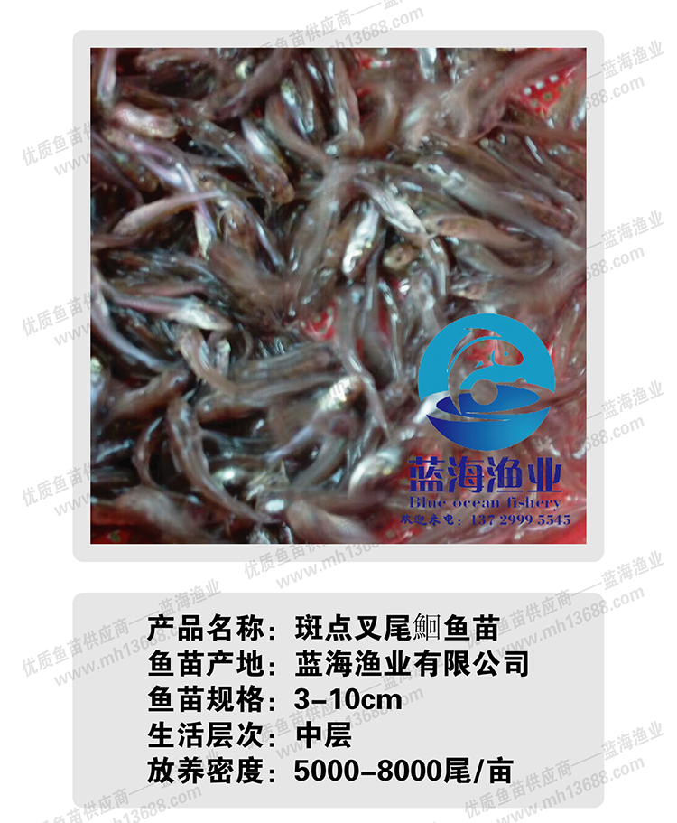 【基地直销】优质叉尾鱼苗 美国斑点叉尾鮰鱼苗