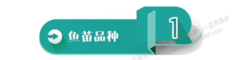 【基地直销】优质叉尾鱼苗 美国斑点叉尾鮰鱼苗