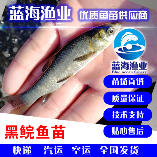 开平市 【基地直销】纯种青鱼苗 黑鲩鱼苗 食螺鱼苗
