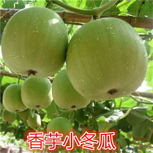 香芋冬瓜种子圆宝小冬瓜种子味香独特杂交新品香芋迷你籽